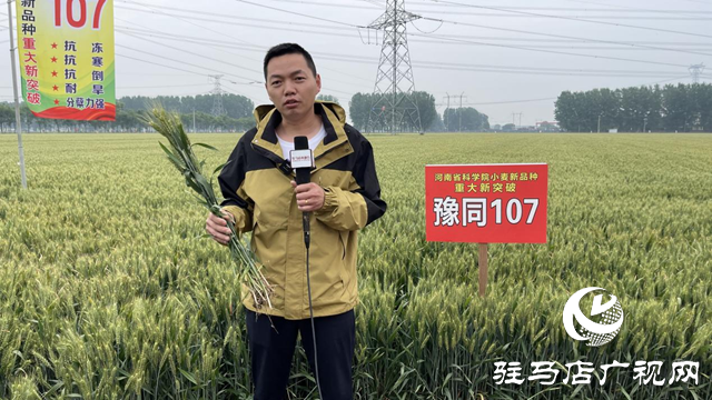 引领小麦新方向！吨源种业2023年豫同107观摩会隆重召开