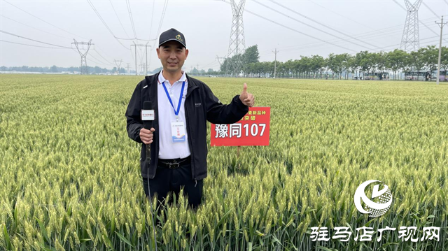 引领小麦新方向！吨源种业2023年豫同107观摩会隆重召开