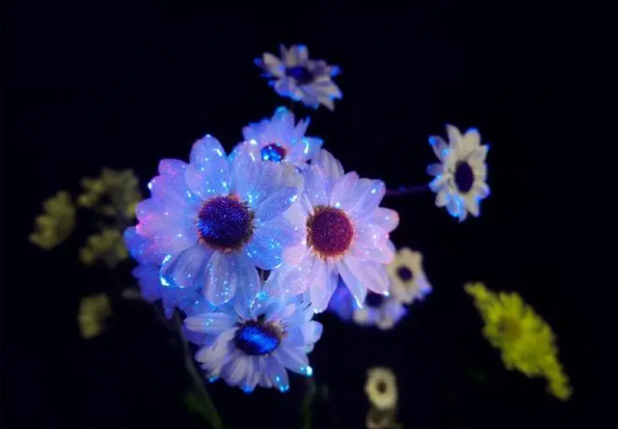 惊艳！荧光下花儿绽放像极了潘多拉星