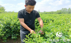 	泌阳县盘古乡：小小金银花“开出”创业致富花