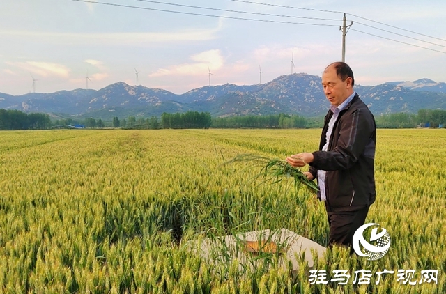 泌阳县黄山口乡：多措并举抓田间管理 保障夏粮再丰收