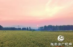 泌阳县黄山口乡：多措并举抓田间管理 保障夏粮再丰收