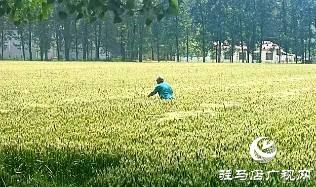 汝南县板店乡：小麦不收获 监管不放松