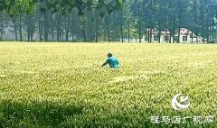 汝南县板店乡：小麦不收获 监管不放松