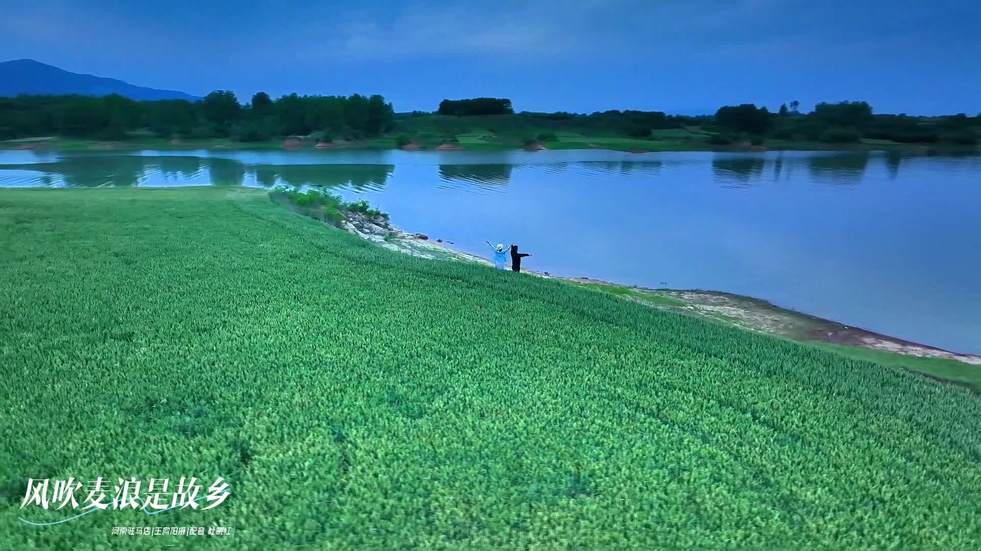 驻马店：风吹麦浪是故乡