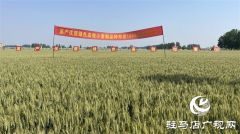 2023年“郑麦1860”小麦现场观摩会在驻马店成功召开