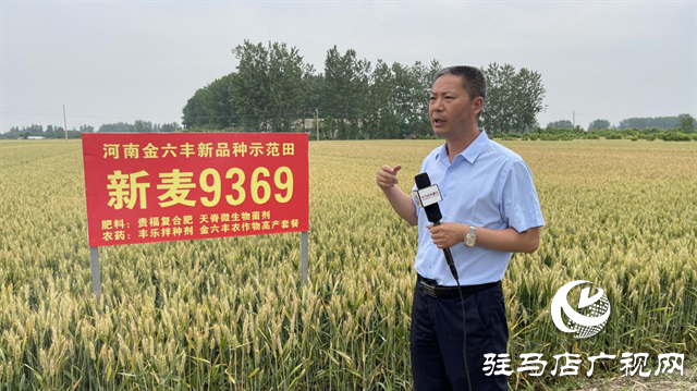 重磅！小麦新品种“新麦9369”落户河南金六丰种业