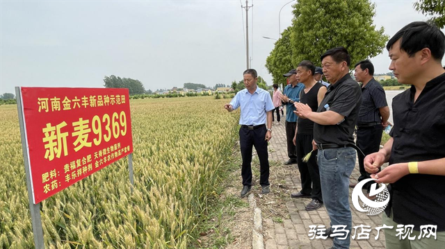 重磅！小麦新品种“新麦9369”落户河南金六丰种业