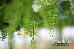 驻马店市驿城区：入夏人不闲  葡萄管护忙