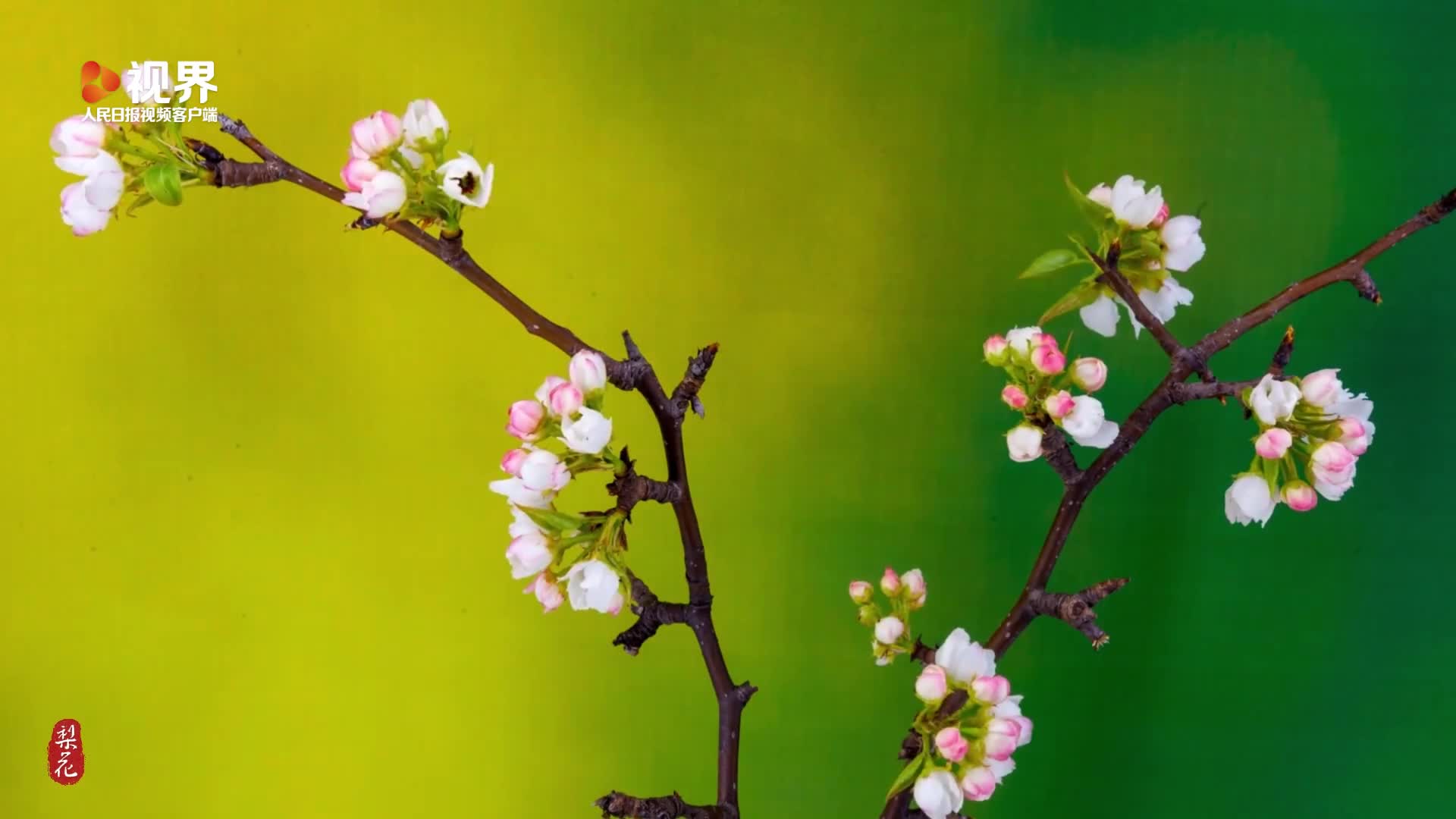 绝美！当梨花邂逅初夏星空