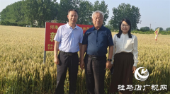 河南农业大学教授郭天财到河南金六丰小麦示范基地调研指导
