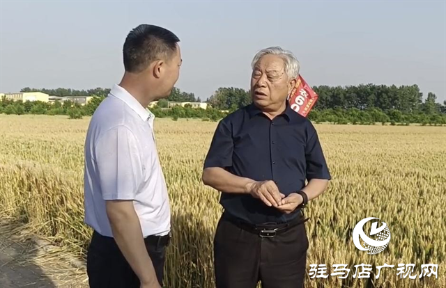 河南农业大学教授郭天财到河南金六丰小麦示范基地调研指导