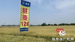 驻研种业捷报频传：驻麦126、驻麦156、驻研198相继通过审定