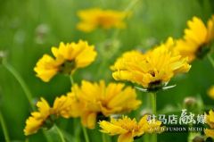 驻马店：金鸡菊花遍地开 满目金黄迎夏来