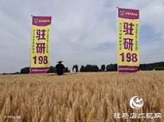 “驻研198”惊艳亮相湖北麦区