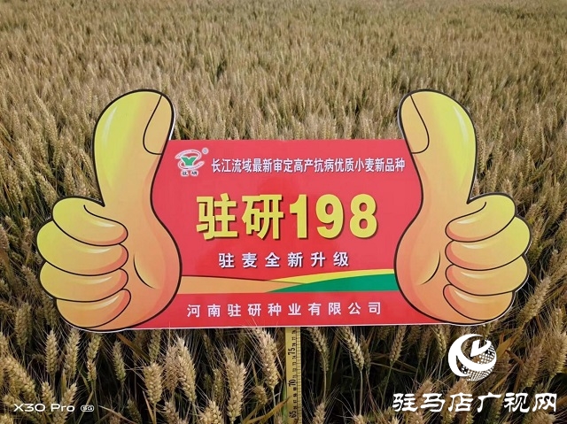 “驻研198”惊艳亮相湖北麦区