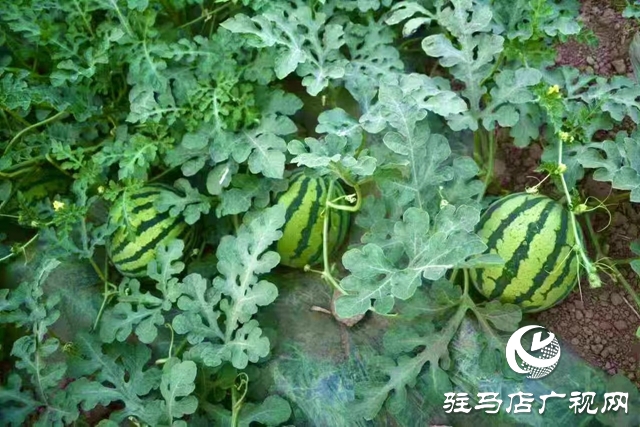 驻马店驿城区：特色产业为乡村振兴蓄势赋能