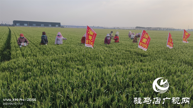 河南金粮田：严把麦种繁育质量关 为来年丰收保驾护航