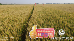 河南金粮田：严把麦种繁育质量关 为来年丰收保驾护航