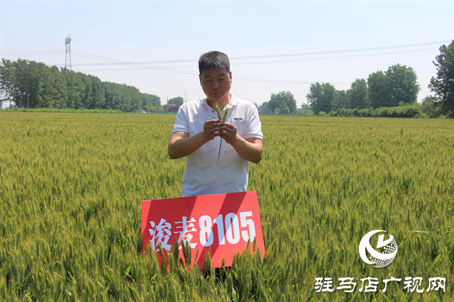 河南金粮田：严把麦种繁育质量关 为来年丰收保驾护航