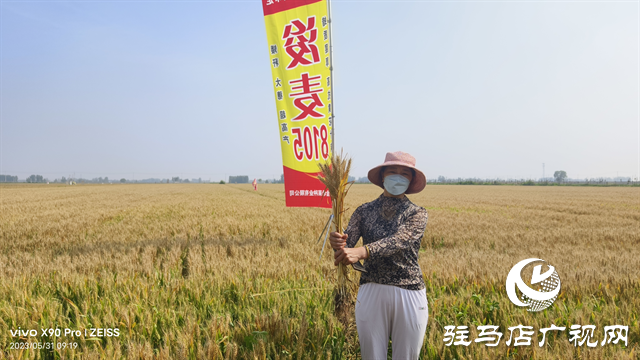 河南金粮田：严把麦种繁育质量关 为来年丰收保驾护航