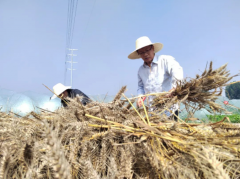 风吹麦浪党旗红 助农惠民促振兴——市纪委监委机关党员突击队助力“三夏”生产