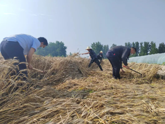 风吹麦浪党旗红 助农惠民促振兴——市纪委监委机关党员突击队助力“三夏”生产