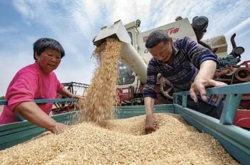 各地紧抓小麦抢收烘干晾晒，力保夏粮颗粒归仓