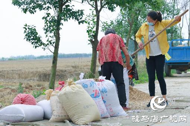 汝南县：抢抓天气晴好有利时机抢收麦子