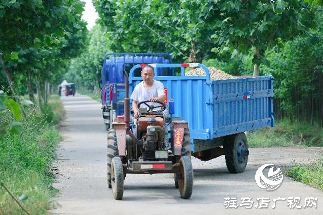 汝南县：抢抓天气晴好有利时机抢收麦子