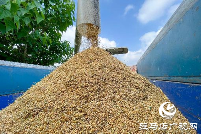 汝南县：抢抓天气晴好有利时机抢收麦子