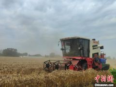 直击河南小麦“抢收战”：农机手日夜兼程 麦收已逾四成