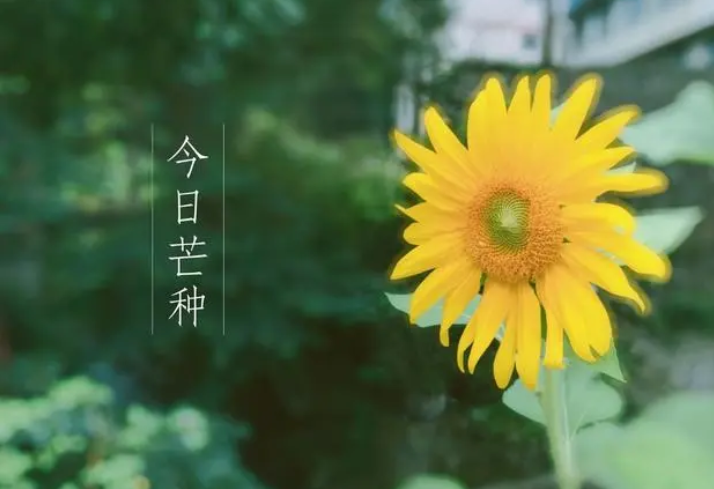 今日芒种｜相逢问蚕麦 幸得称人情