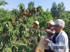 驻马店市驿城区：“桃经济”助力乡村振兴