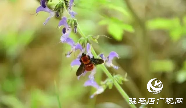 六月的泌阳，美出圈了！