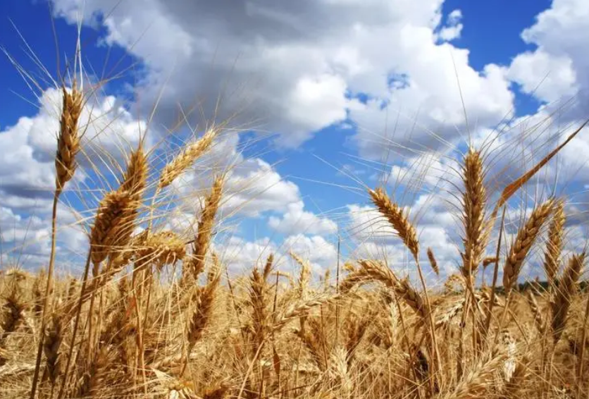 河南麦收基本结束