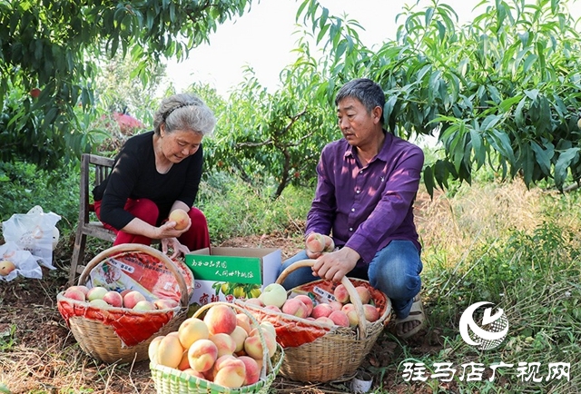 泌阳县马谷田：万亩果园喜丰收