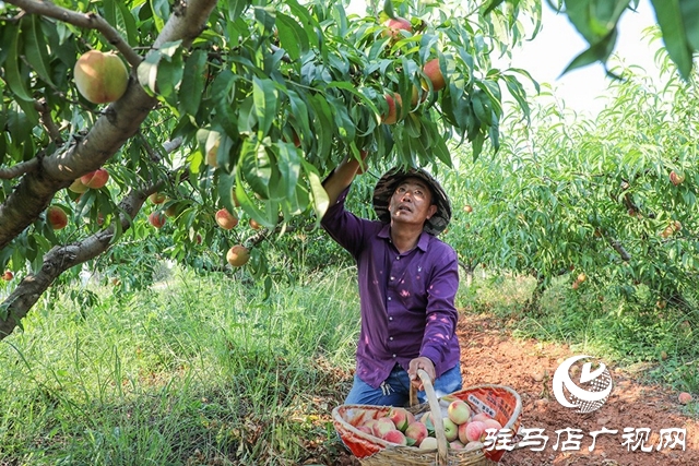 泌阳县马谷田：万亩果园喜丰收