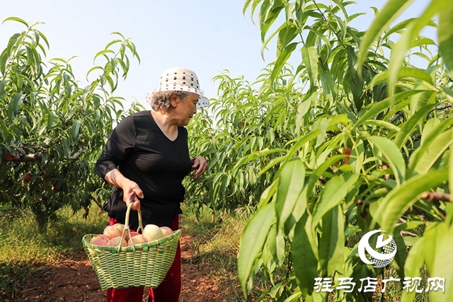 泌阳县马谷田：万亩果园喜丰收