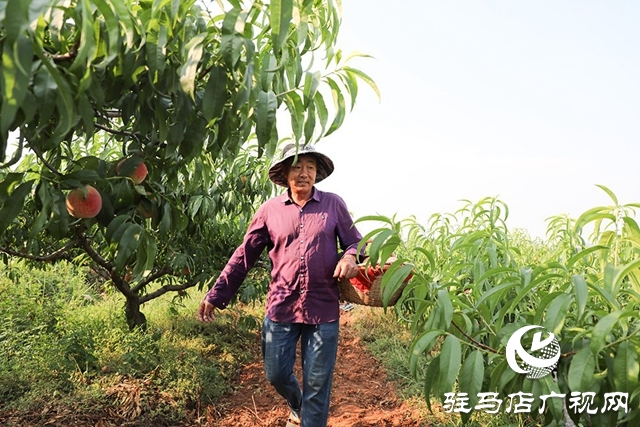 泌阳县马谷田：万亩果园喜丰收