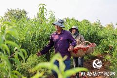 泌阳县马谷田：万亩果园喜丰收