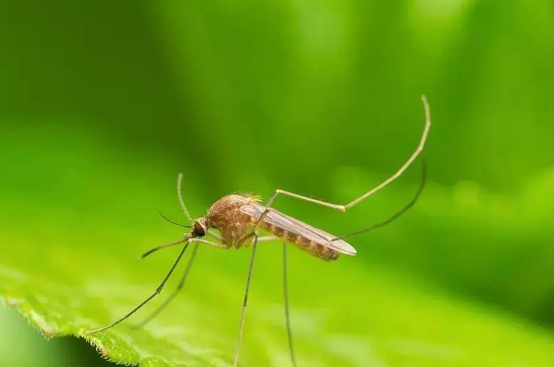 又被“叮”上？这些安全有效驱蚊方法别错过