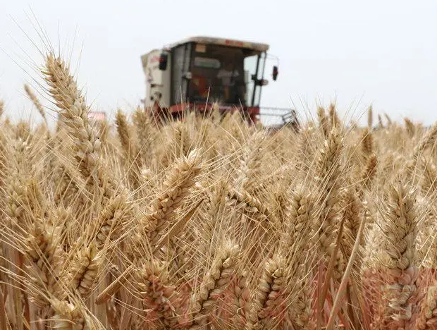 全国麦收进度已过九成，进入尾声