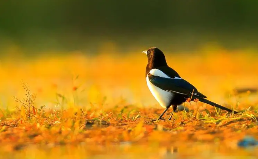 美！吉祥鸟跳入水中优雅飘逸