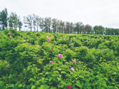 夏日养心正当时