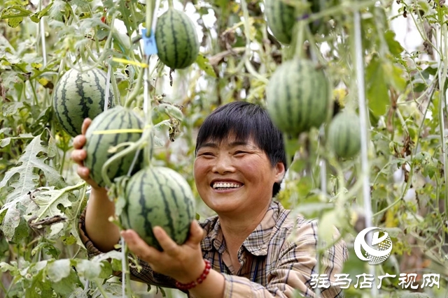驻马店市驿城区:“吊”西瓜种出大“钱”景
