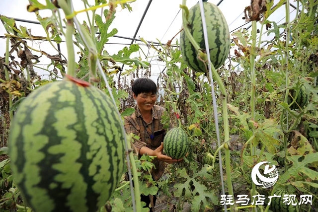 驻马店市驿城区:“吊”西瓜种出大“钱”景