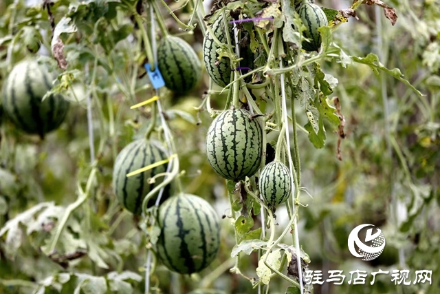 驻马店市驿城区:“吊”西瓜种出大“钱”景