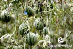 驻马店市驿城区：“吊”西瓜种出大“钱”景