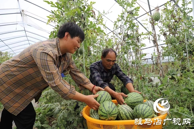 驻马店市驿城区:“吊”西瓜种出大“钱”景